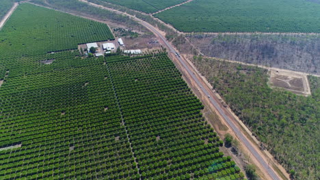 Flying-over-a-Mango-Farm