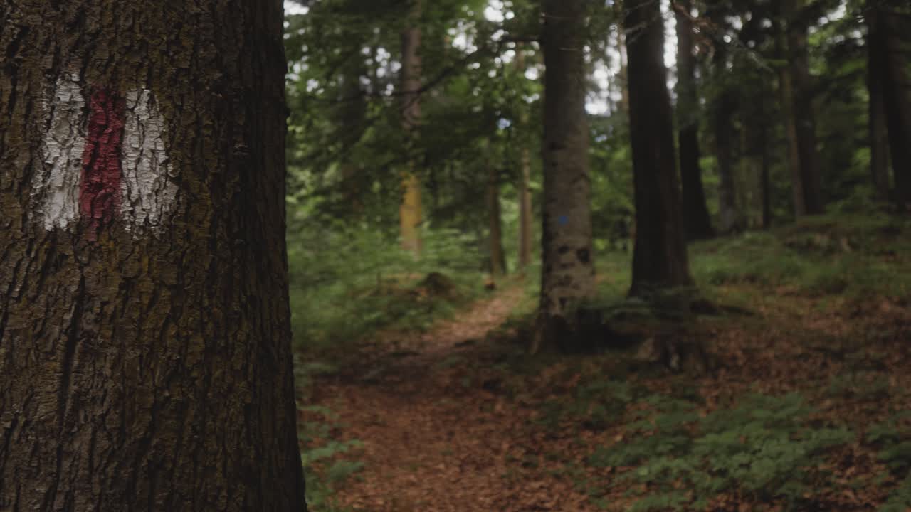 Panoramica orizzontale che mostra un segno a banda rossa su un albero in una foresta d'estate che indica il sentiero escursionistico.