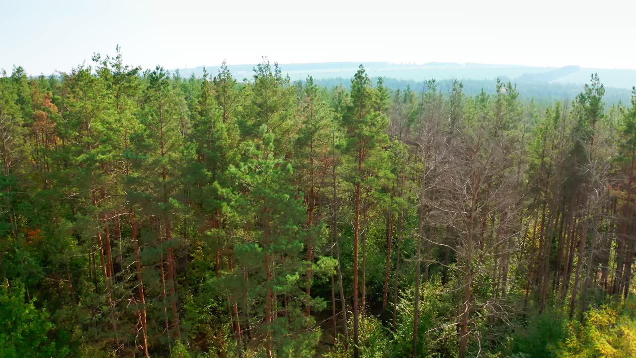 Pine trees. Beautiful nature of the forest. Green coniferous trees in bright daytime. Beautiful nature. Aerial view.