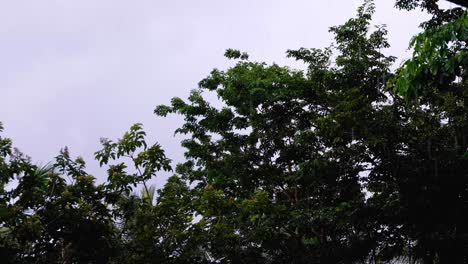 Close-up-of-tree-tops-forest-canopy-blowing-around-in-blustery-windy-weather-conditions-with-grey-cloudy-sky-and-rain