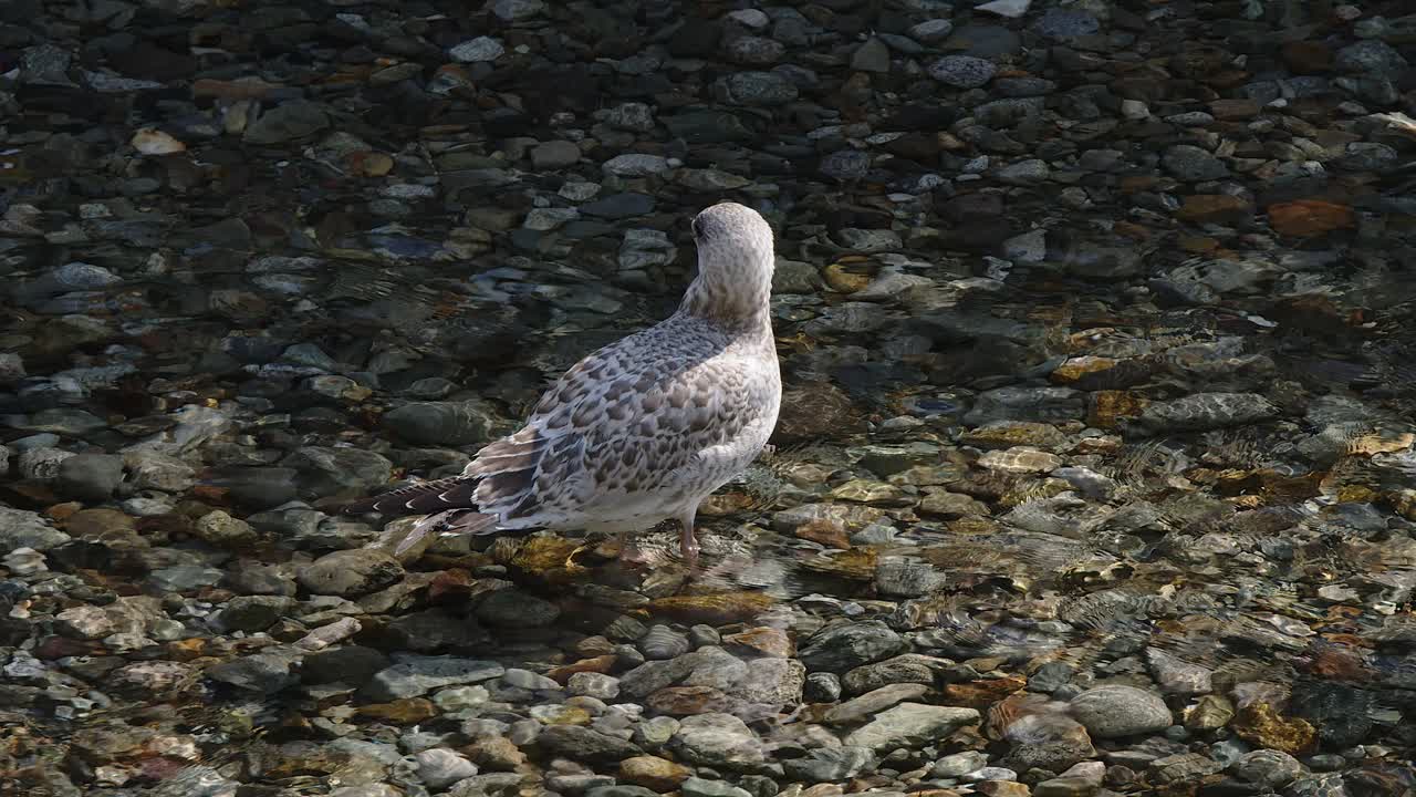 Patterned plumage of juvenile herring seagull in shallow creek water