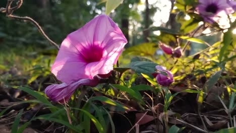 Nahaufnahme-Einer-Wunderschönen-Lila-Blume-Während-Der-Goldenen-Stunde