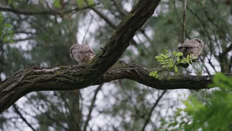 tres pequeños búhos jóvenes en su hábitat natural en el bosque salvaje