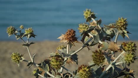 primer plano de sea holly en la mañana soleada, eryngium maritimum, creciendo cerca de una playa