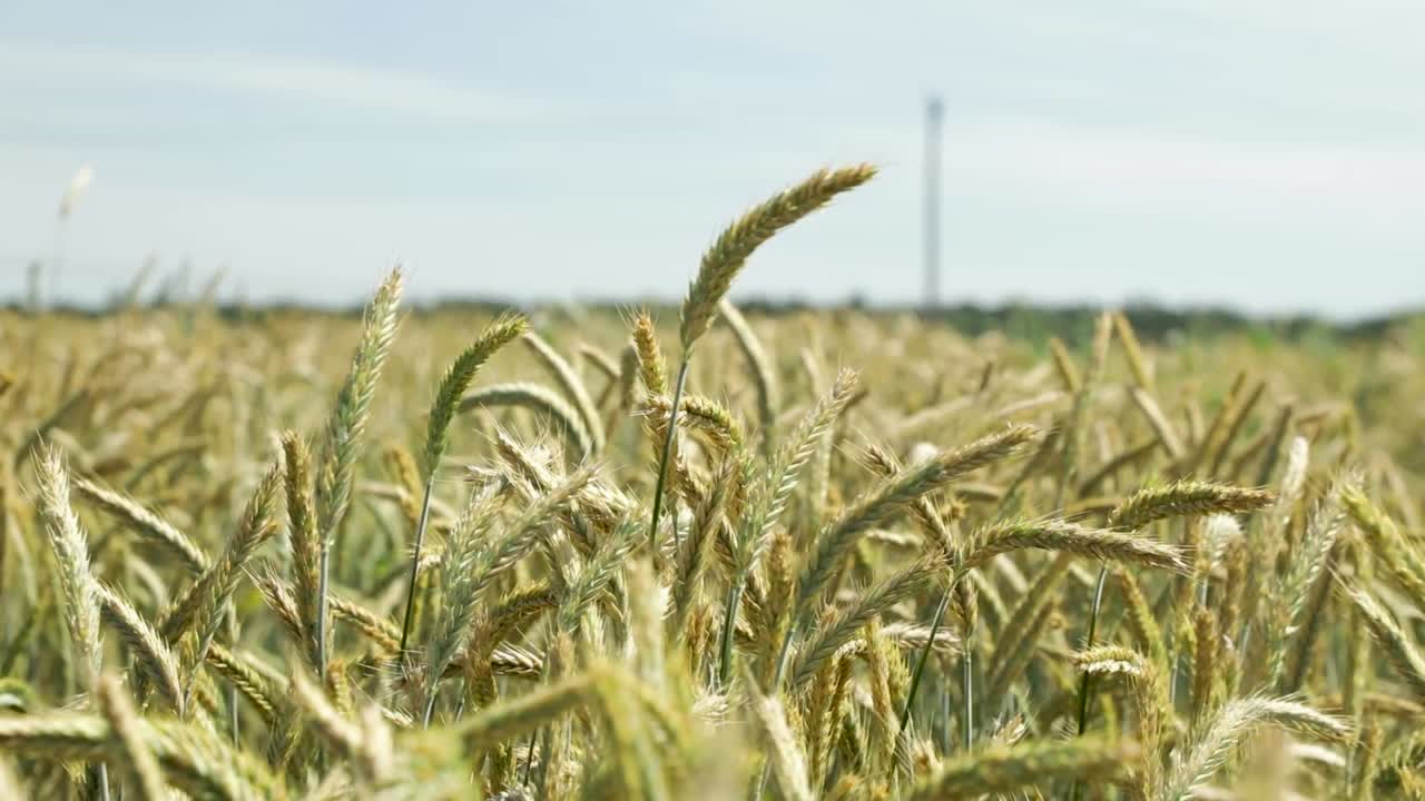 여름 바람에 밀밭이 있는 광대한 농업 농장