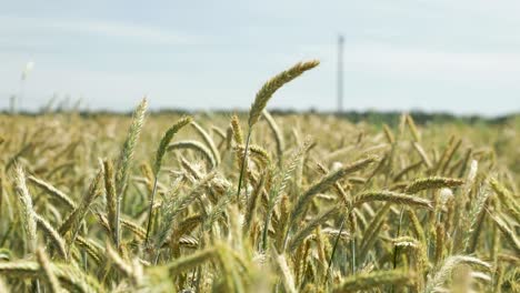 vast agriculture farm with wheat field in the summer breeze