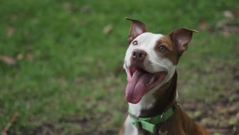 brown and white pitbull terrier with green collar smiling and panting