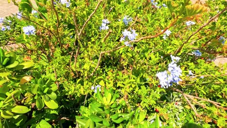 vibrant flowers bloom in a lush green bush