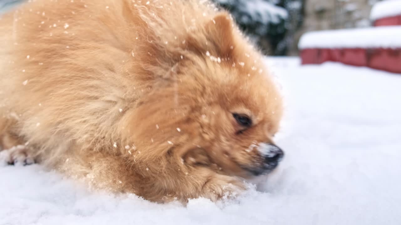 Pomeranian with yellow fur lying in the snow on the backyard. Snowflakes falling on it