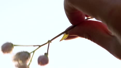 On-background-of-blue-sky,-a-hand-stretched-towards-the-sky-which-holds-a-white-flower