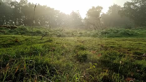Spinnennetz-Bedeckt-Im-Frühen-Morgentau-Im-Beruhigenden,-Nebligen-Waldlandschaftspark