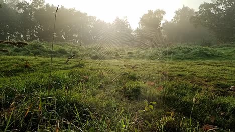 Telaraña-Cubierta-De-Rocío-De-La-Mañana-En-Un-Calmante-Parque-Forestal-Brumoso