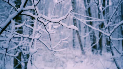 Verschneite-Zweige-Im-Wald.