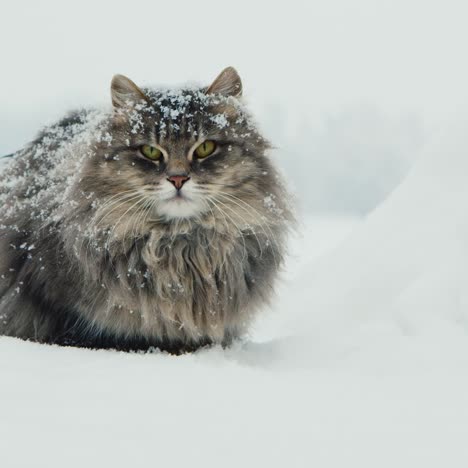 fluffy cat sits in the snow