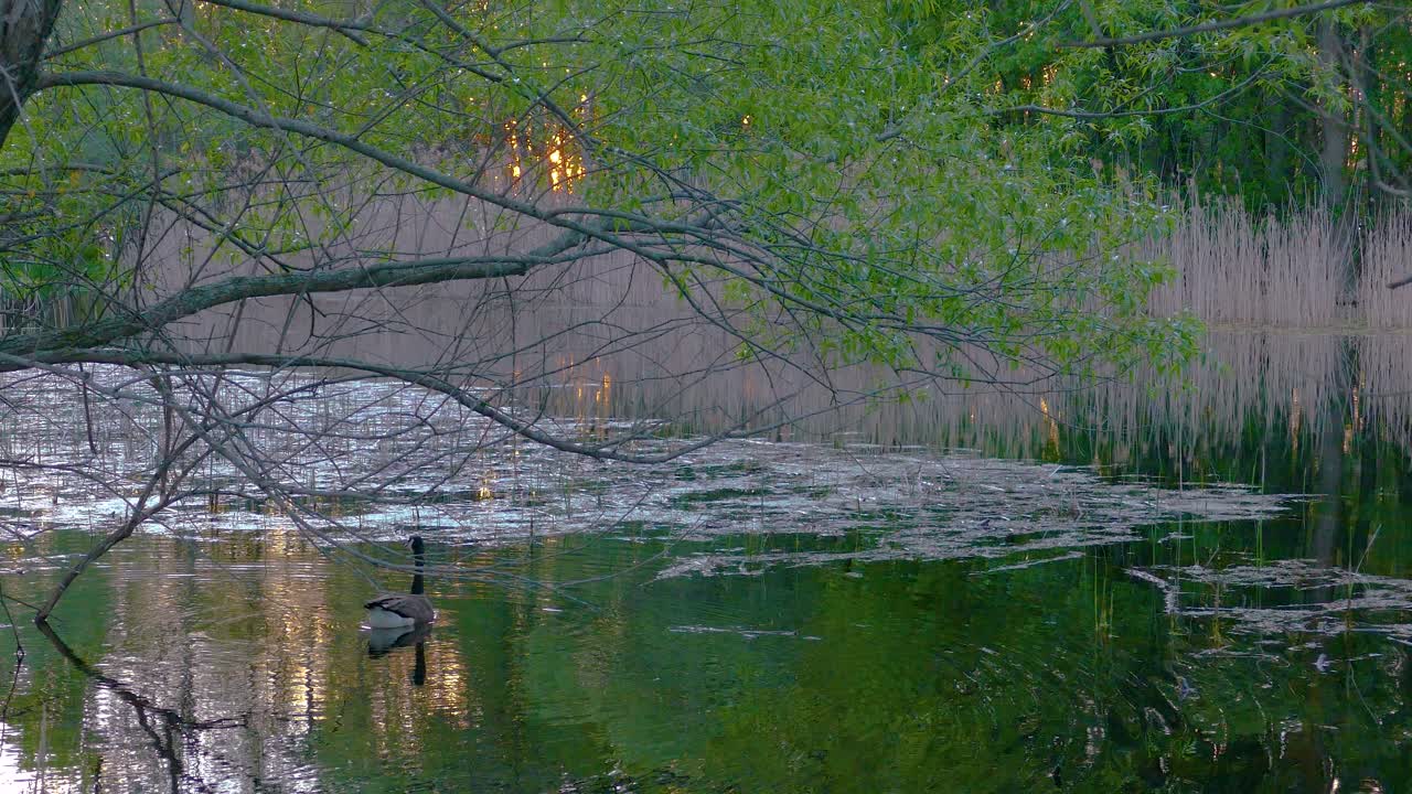 Canada goose glides gracefully across still waters of secluded forest pond