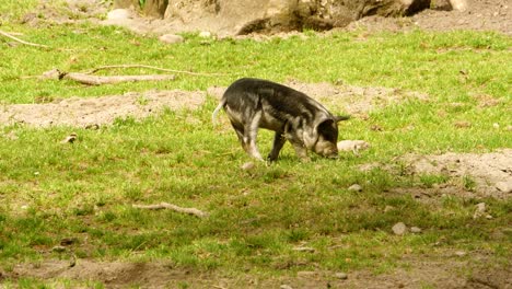 Ein-Wildschweinferkel-Gräbt-An-Einem-Sonnigen-Tag-Auf-Einer-Wiese-Im-Gehege-Eines-Zoos-In-Der-Erde