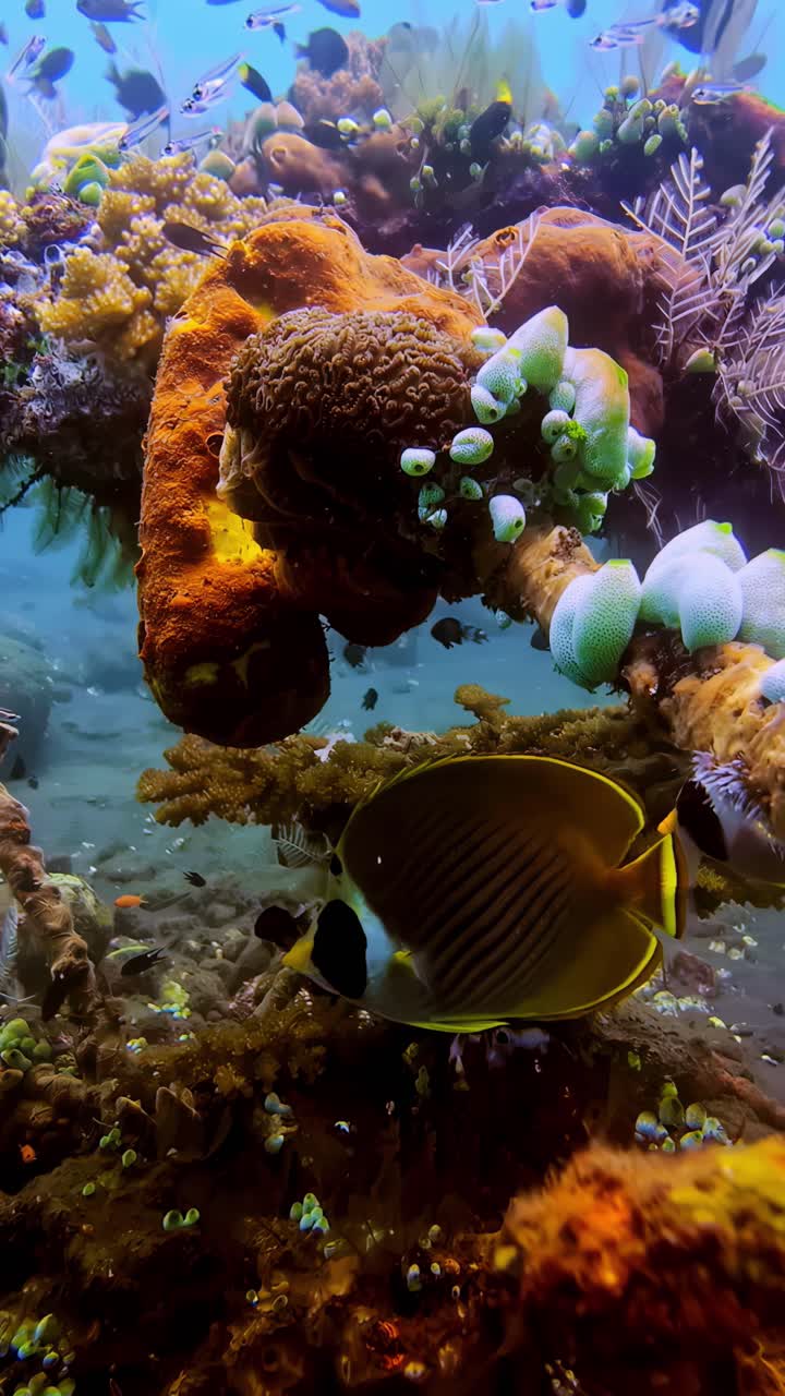 Corals on the ocean floor, fish and underwater life