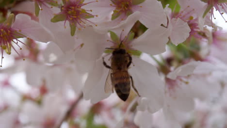 Abeja-Melífera-Bebe-Néctar-De-Una-Flor-De-Cerezo