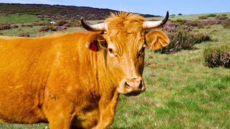 closeup of cow cattle looking and standing off with camera, turns head and walks away