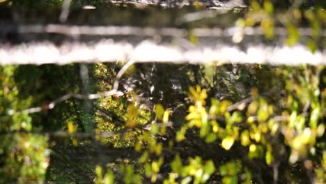 Vertical-video-of-a-lake-reindeer-in-the-forest