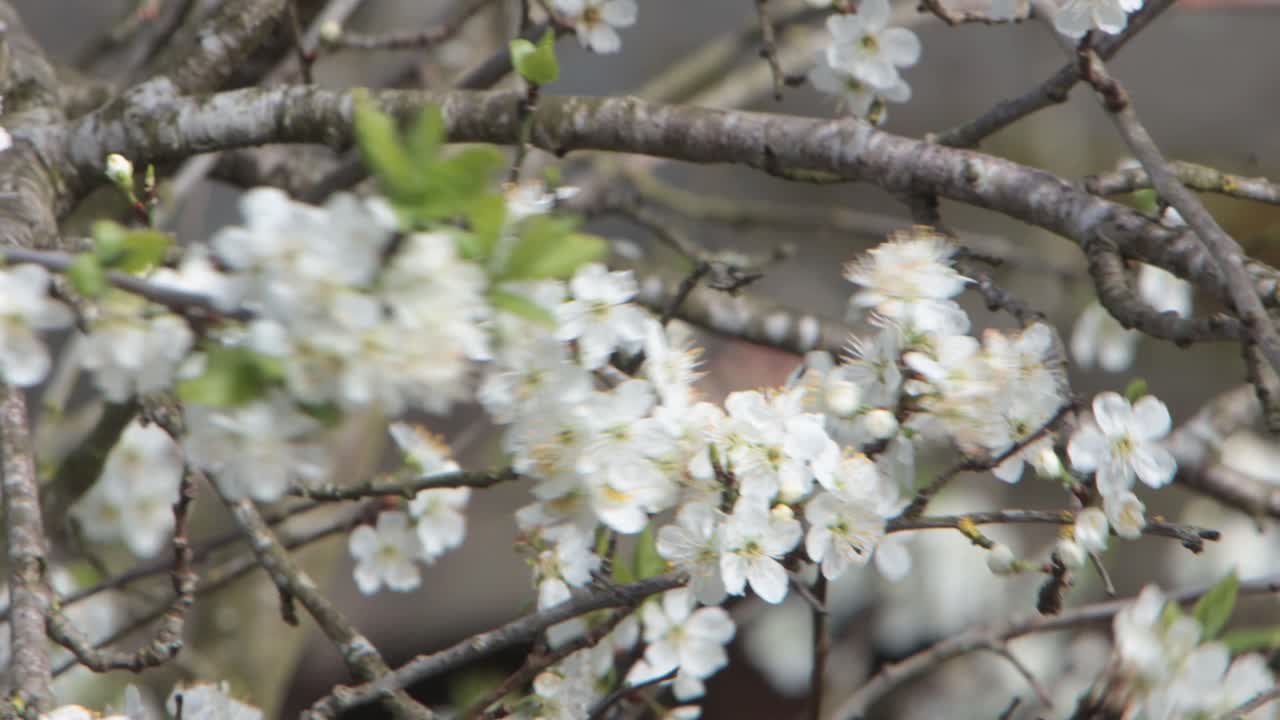 Primo piano di fiori di pruno all'inizio della primavera. Regno Unito.