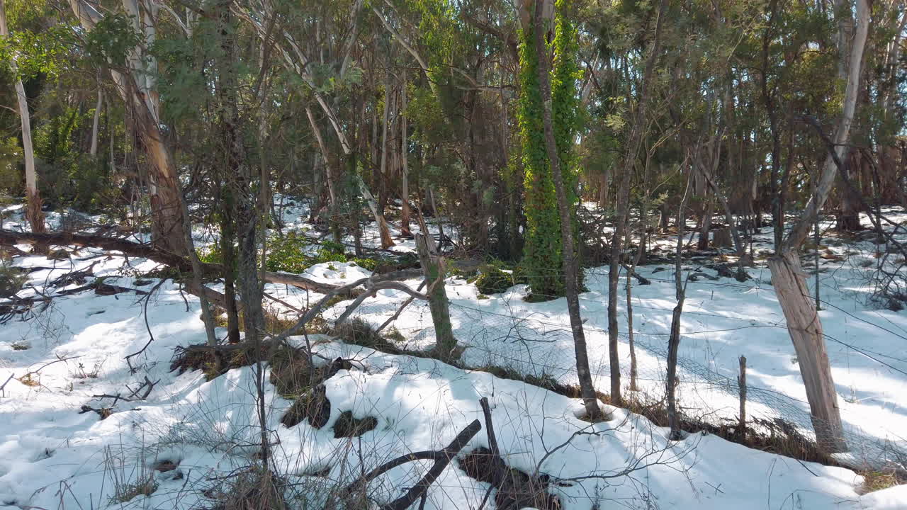 Snowy Eucalyptus Forest