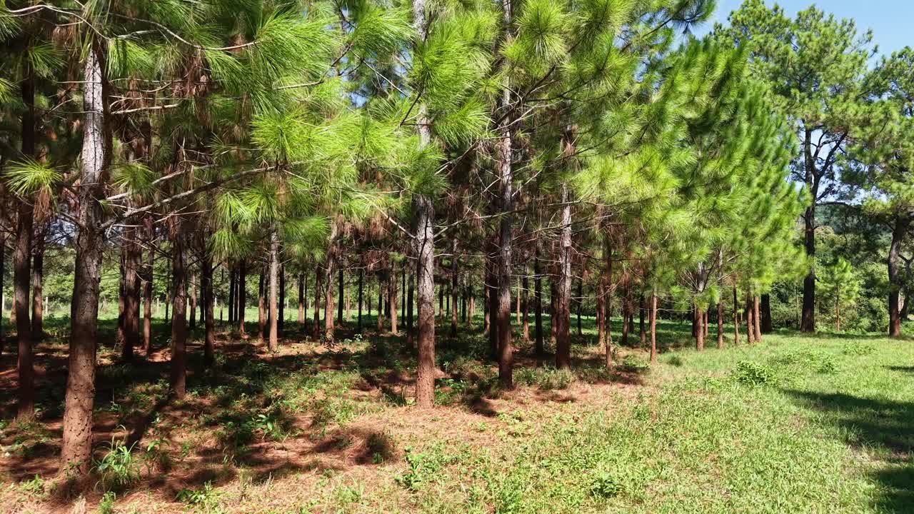 Wide view of pine tree plantation in a sunny forest, sustainable forestry and environmental protection