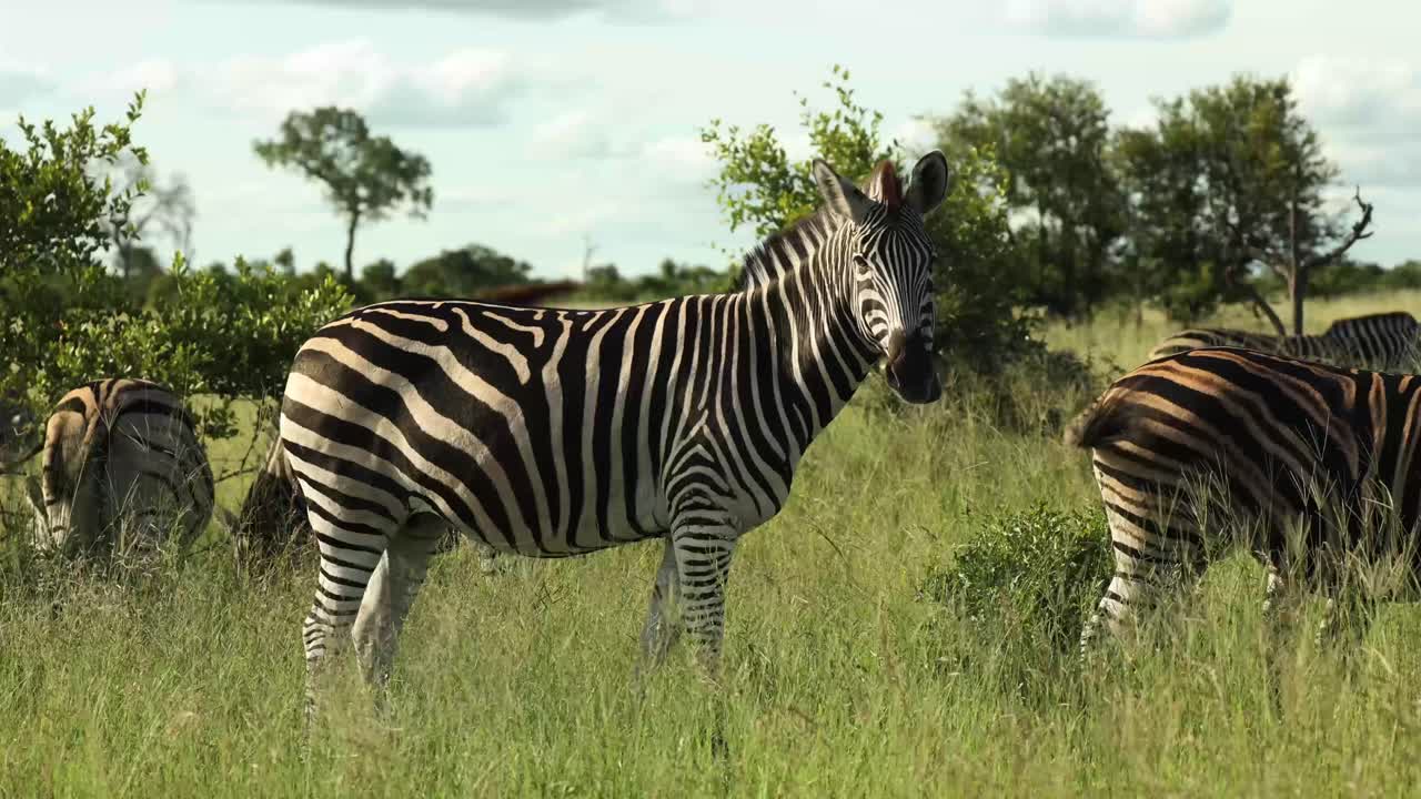Vidvinkelbillede af en flok steppezebraer, der fouragerer på en blæsende dag, Greater Kruger
