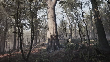 Camino-A-Través-Del-Bosque-Oscuro-En-Otoño