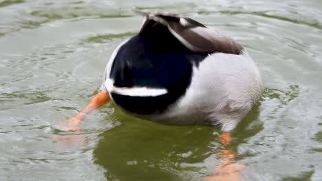 pato metiendo la cabeza en el agua con el culo afuera repetidamente