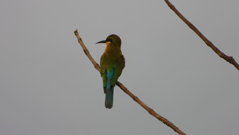 Bee-eater-in-tree-waiting-for-pray-