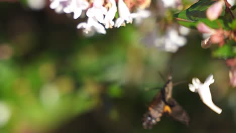 polilla halcón colibrí usando probóscide bebiendo néctar en cámara lenta