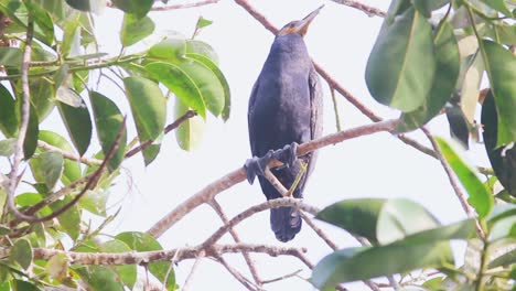 Großer-Kormoranvogel-Auf-Baumast,-Der-Nach-Nahrung-Sucht-Ich-Großer-Kormoranvogel-Stock-Video