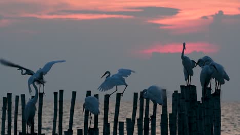 The-Great-Egret,-also-known-as-the-Common-Egret-or-the-Large-Egret