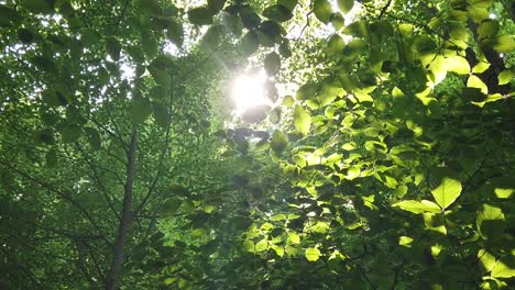 the view of the sunlight through the leaves of trees