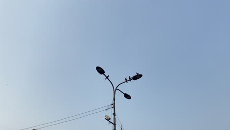 four black crows perched on a lamppost with a clear blue sky in the background