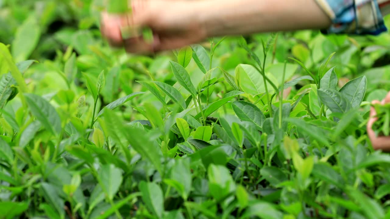 Mani di contadino che raccolgono foglie di tè in primavera