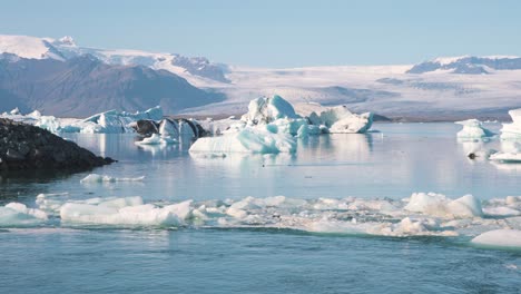 Arktische-Meereslagune-In-Island-Mit-Eisbergen-Und-Robben,-Die-Im-Wasser-Schwimmen