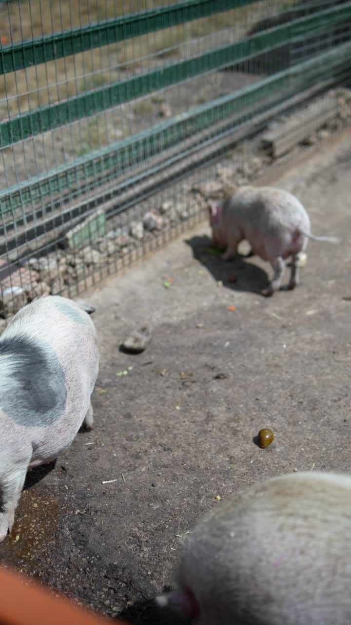 돼지 들 이  에서 먹고 있다