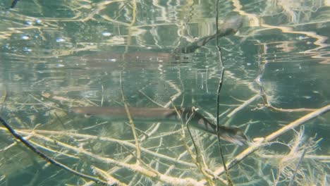 Aale-Und-Schildkröten-Füttern-Den-Kournas-see-Auf-Kreta