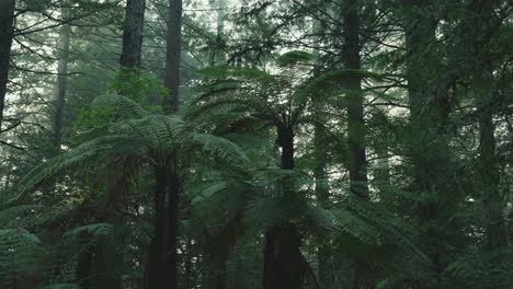 lush green rainforest, sunlight falling on fern tree, rack focus macro new zealand water on leaf, symmetry satisfaction iconic