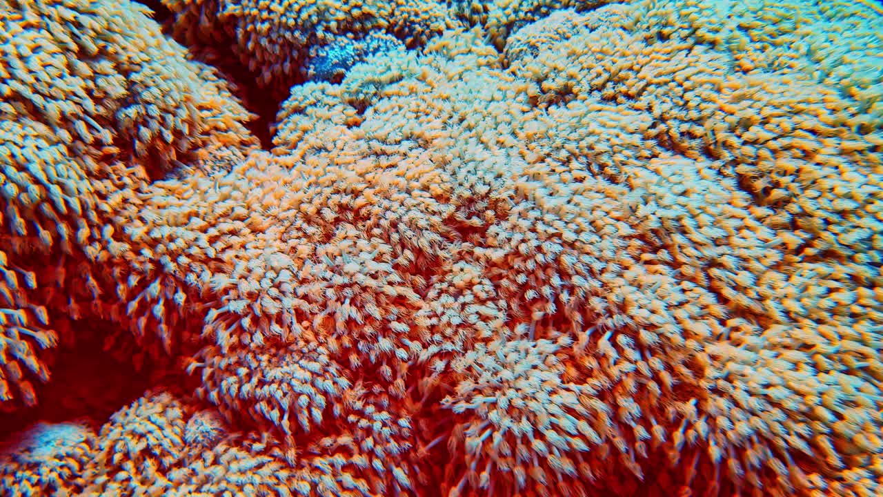 Polipi di corallo molle densamente raggruppati mostrano trame intricate su una barriera corallina tropicale di acqua salata.