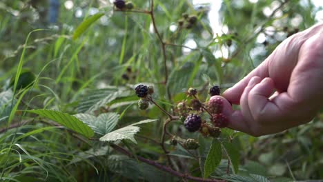 hand picking blackberries from bush medium shot