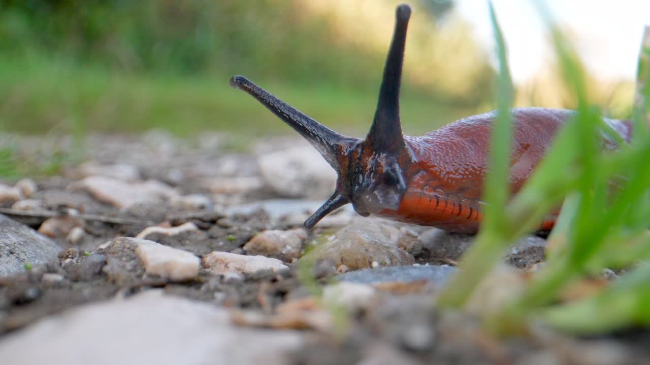 야생 동물에서 크롤링하는 검은색 안테나가 있는 유럽 붉은 민달팽이, 매크로