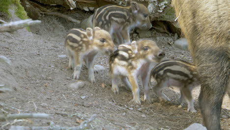 Niedliche-Neugeborene-Wildschweine-Lernen-Das-Laufen-Auf-Schmutzigem-Boden-Auf-Dem-Land-–-Nahaufnahme-In-Zeitlupe