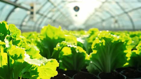 lettuce growing in a greenhouse