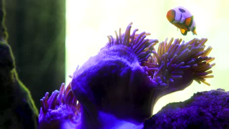 un pez nadando en el coral en una pecera