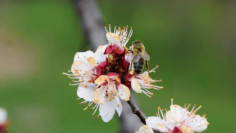 Bienen-Bestäuben-Die-Blüten-Eines-Blühenden-Aprikosenbaums