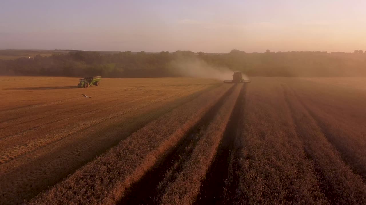 A landscape of a combine harvester working in a wheat field during the sunset in Ukraine shot in 4K