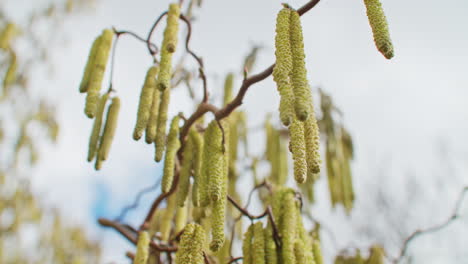 toma en ángulo bajo de muchas flores verdes colgando de las ramas de un árbol de avellanas